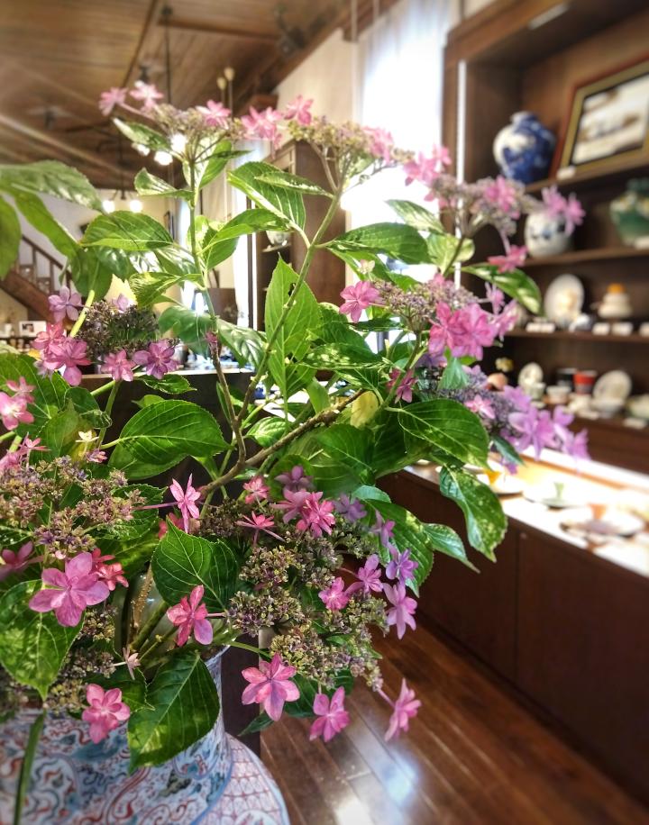 店内 紫陽花画像 店内 紫陽花画像